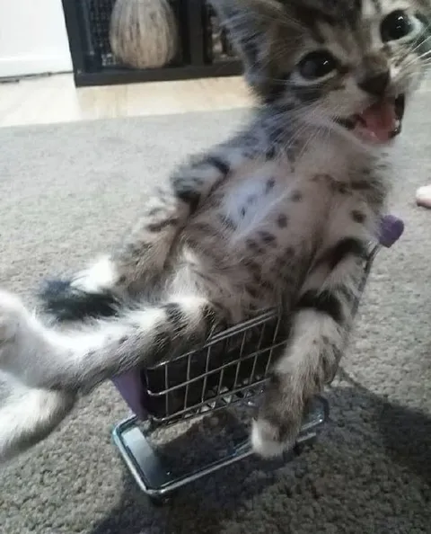Котёнок в тележке