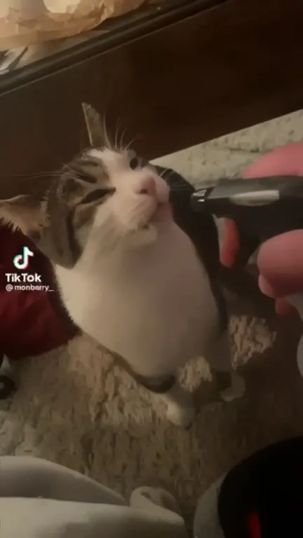 Кот жуёт машинку для стрижки