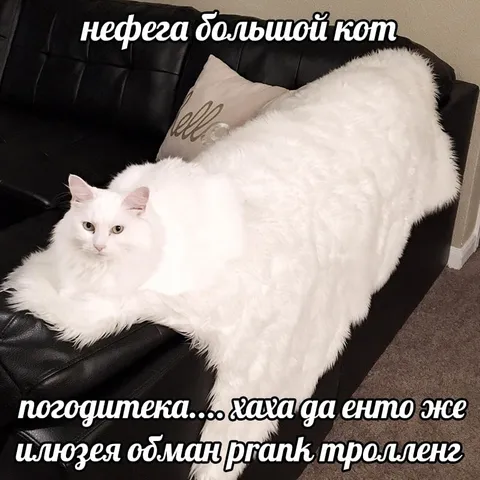 Иллюзия огромного кота