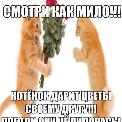 Котёнок дарит цветы своему другу