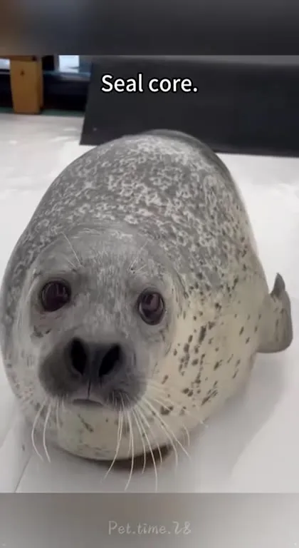 Seal Core Compilation