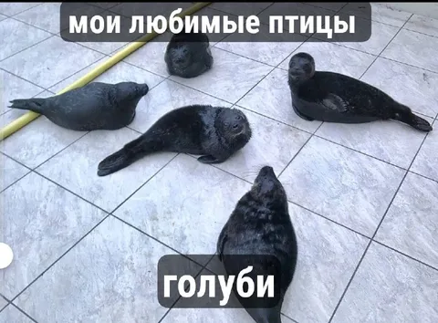 Мои любимые птицы — голуби