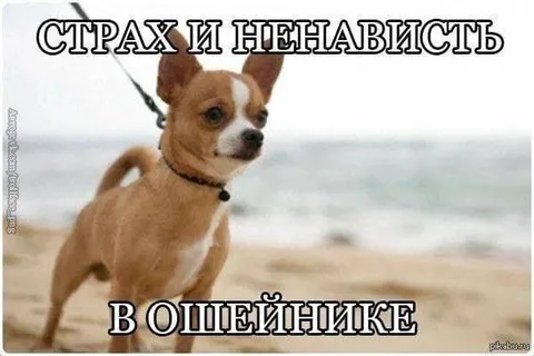 Страх и ненависть в ошейнике