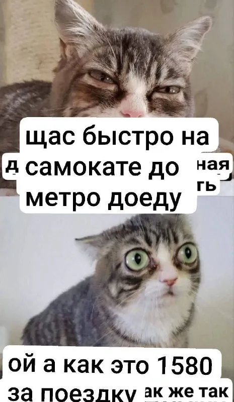 Кот доехал до метро