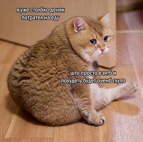 Кот оправдывает переедание