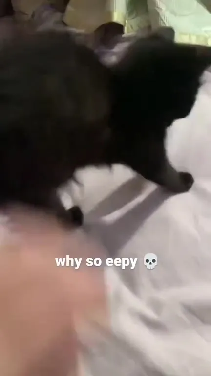 Why So Eepy Black Cat