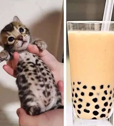 Котёнок и бабл-ти