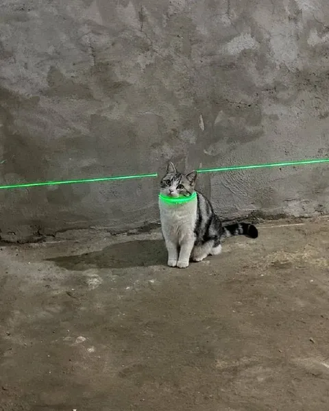 Кот в лазерном ошейнике