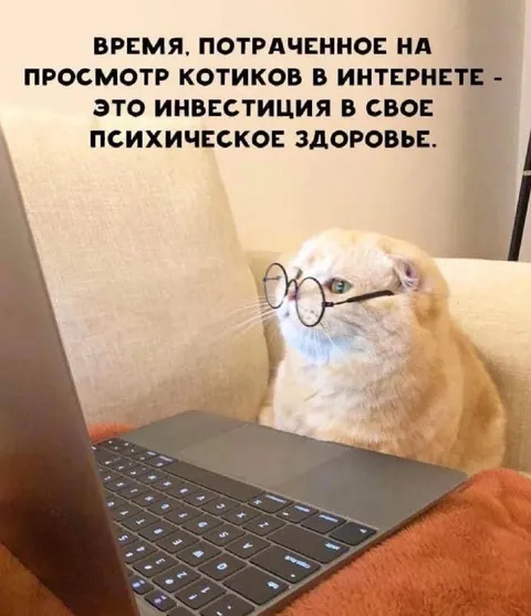 Инвестиции в просмотр котиков