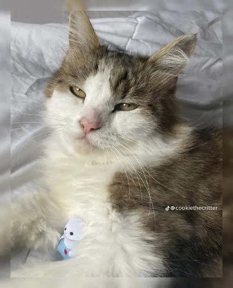 Сонный кот с игрушкой