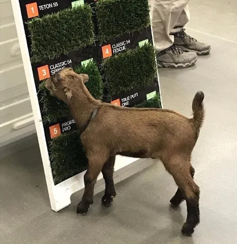 Goat Chooses the Grass