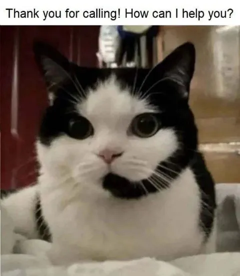 Cat Answers the Phone
