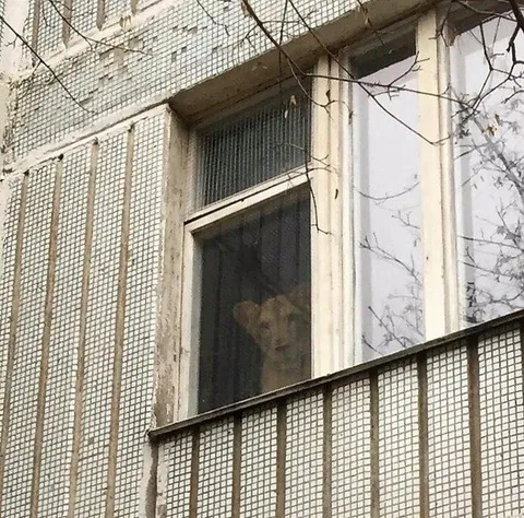 Кот в окне многоэтажки