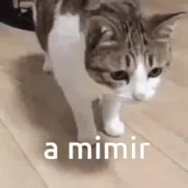 A mimir, gatito