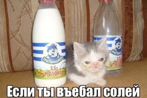 Котёнок после соплей