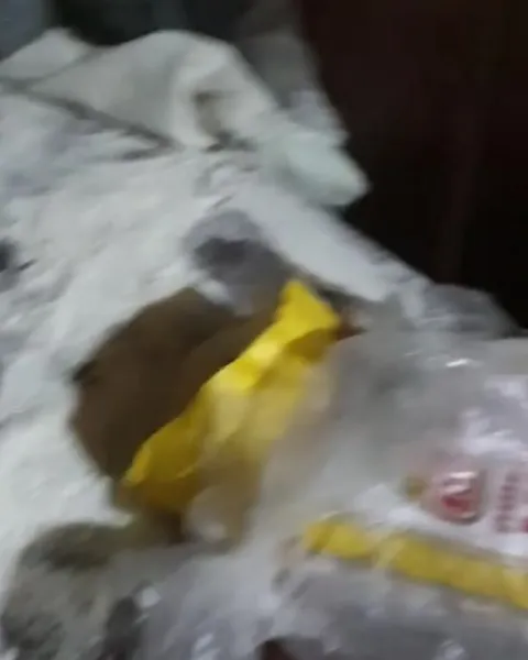 Кот залез в пакет с мукой