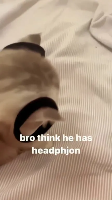 Cat Thinks He Has Headphones