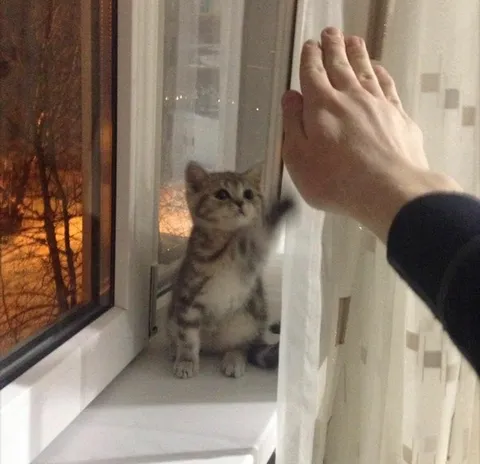 Котик даёт пятюню