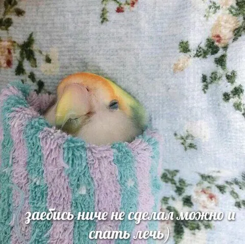 Можно и спать лечь
