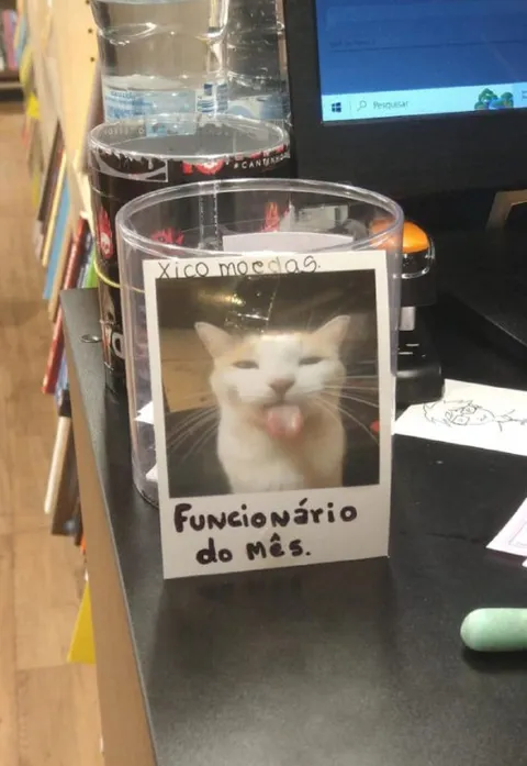 Funcionário do mês felino