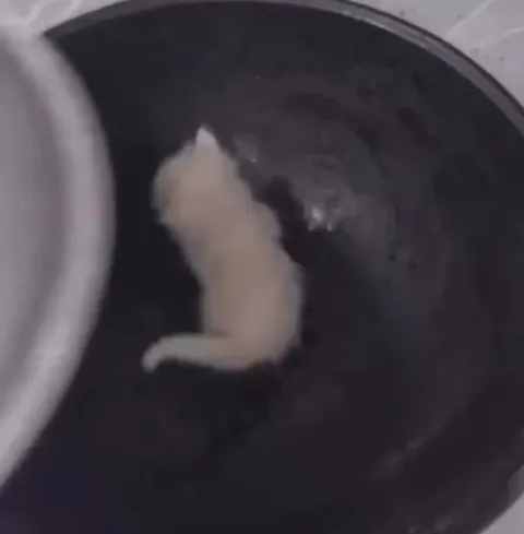 Кот на завтрак