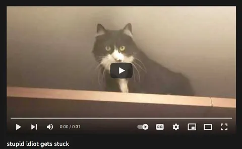 Stupid Idiot Gets Stuck