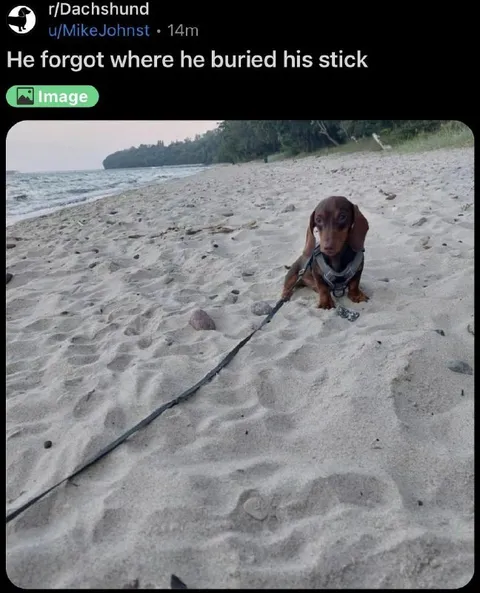 Dachshund Forgot His Stick