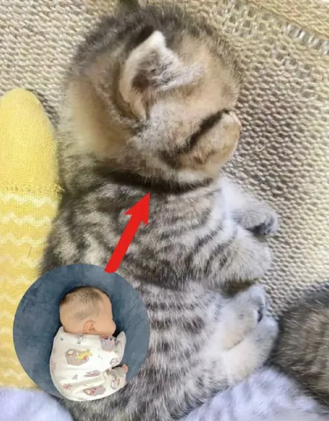 Кот притворяется младенцем