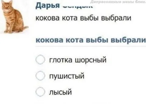 Какого кота выбрали