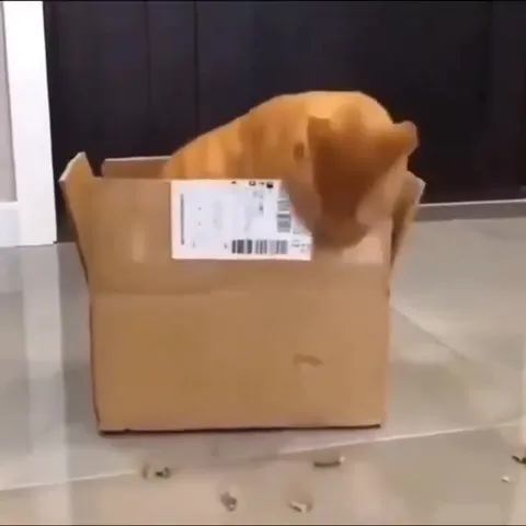 Кот вылезает из коробки