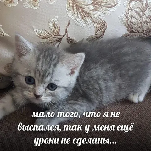 Не выспался и не сделал уроки