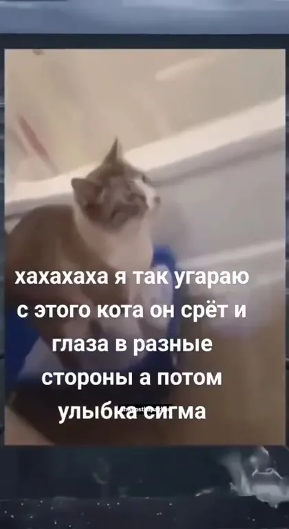 Кот улыбается как сигма