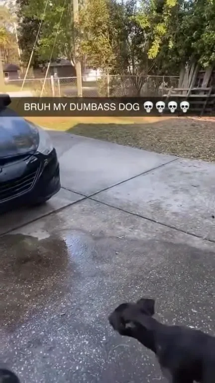 Dog Runs Into the Garage Door