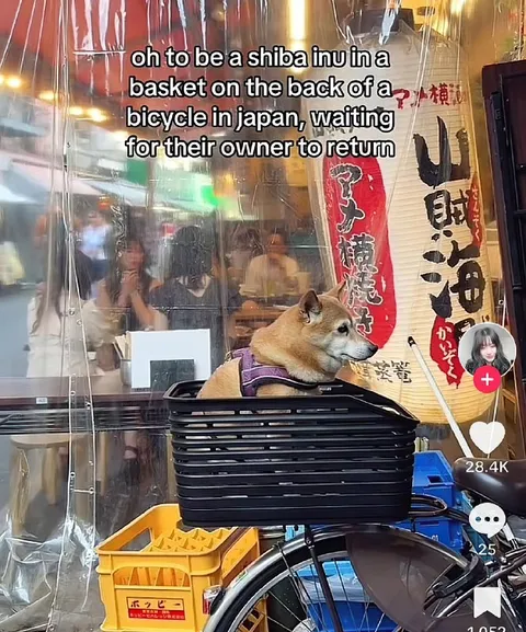 Shiba Inu Bicycle Basket in Japan