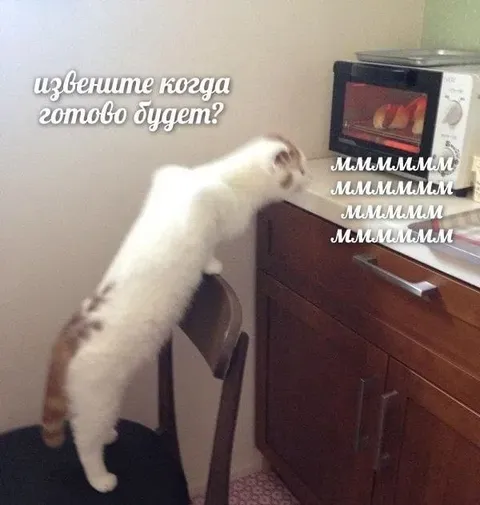 Кот ждёт, когда готово