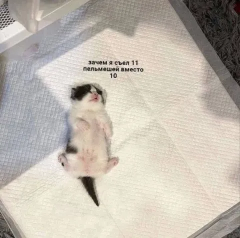Кот после одиннадцати пельменей