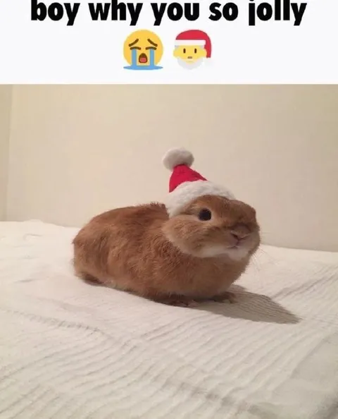 Jolly Christmas Bunny