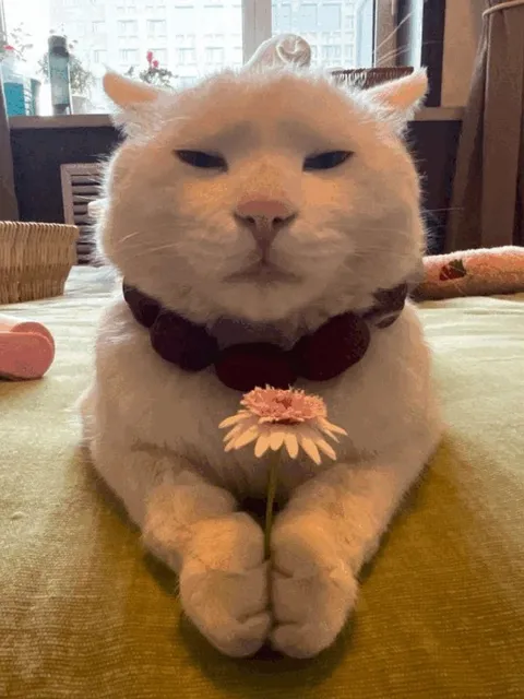 Кот с цветком в лапах