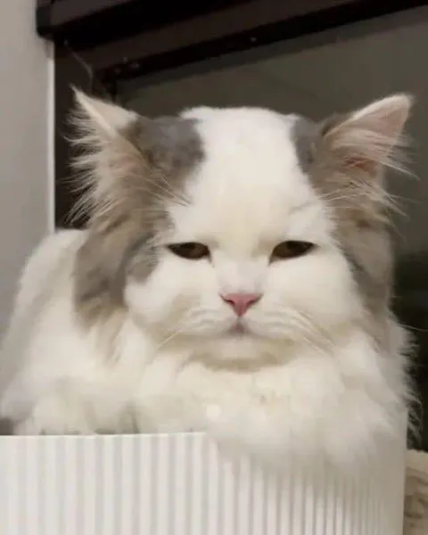 Недовольный пушистый кот