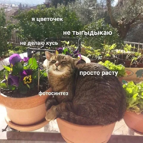 Котик-цветочек в горшке