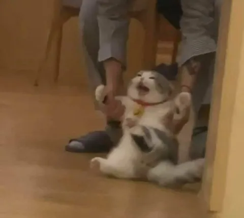 Кот переживает стресс