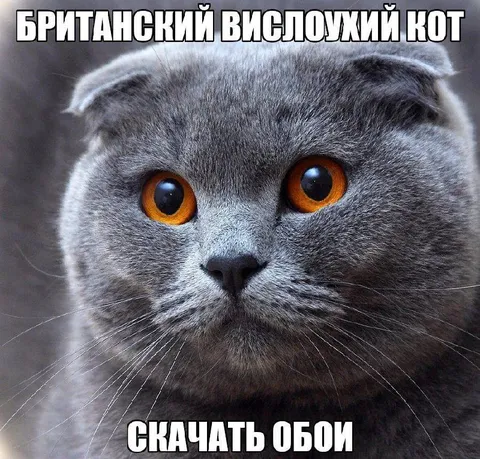 Британский вислоухий кот