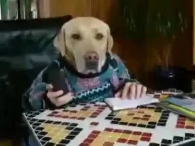Собака на деловом звонке