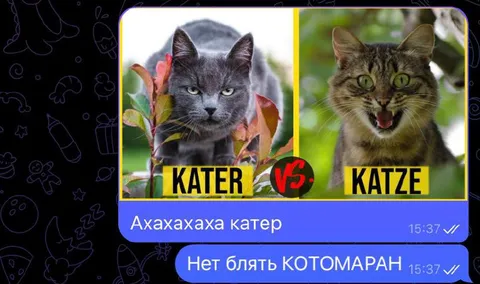 Котер против котомарана