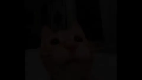 Коты с нарастающим шоком