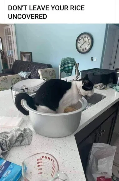 Cat Guards Uncovered Rice