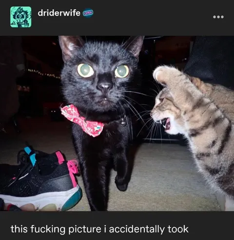 Accidental Cat Argument Photo