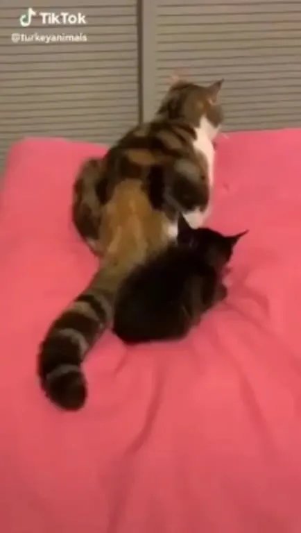 Котёнок остался один