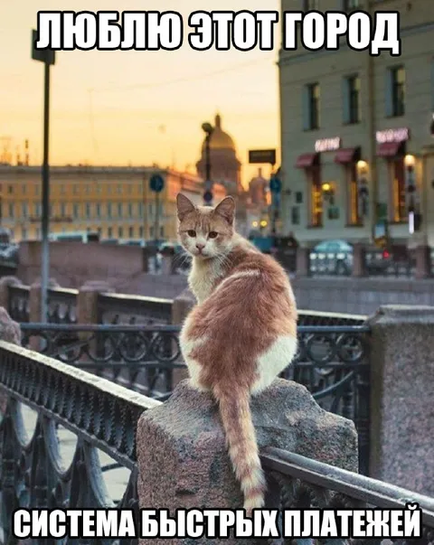 Кот любит этот город