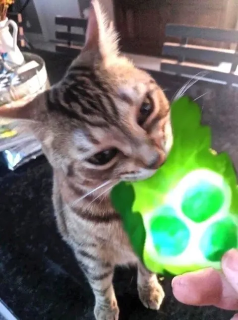 Кот пробует странную игрушку